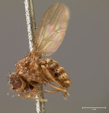 Media type: image;   Entomology 13422 Aspect: habitus lateral view
